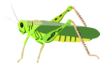 Cartoon Grasshopper Clip Art